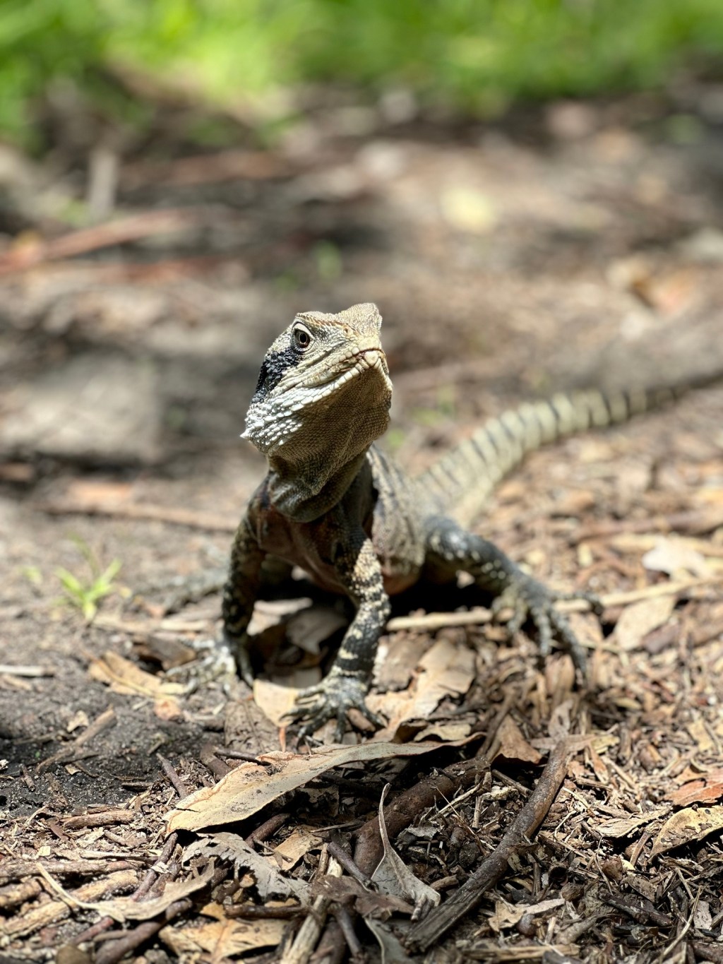 Spit to Manly walk, snorkelling at Shelly&nbsp;Beach