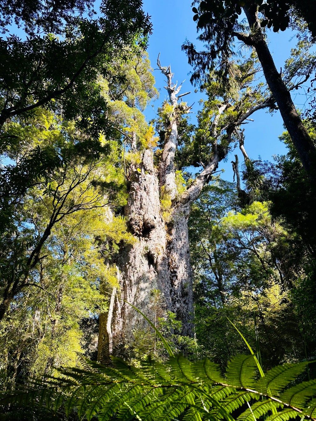 Opononi and Waipoua&nbsp;Forest